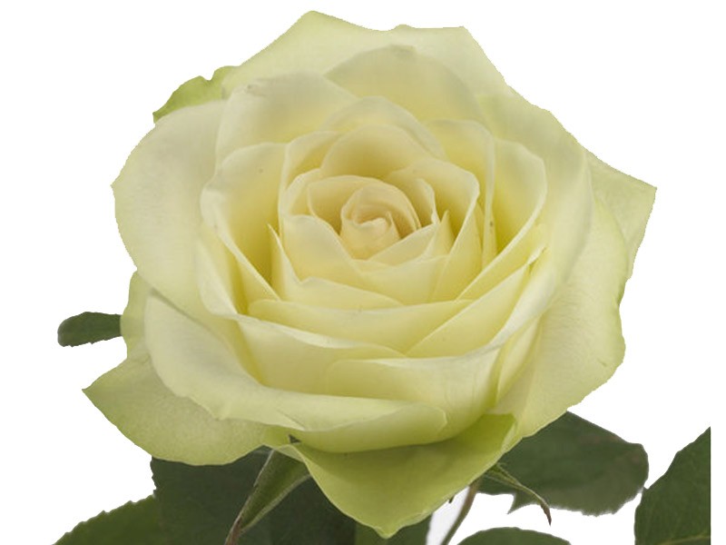 Τριαντάφυλλα Wedding Bell