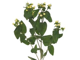 Hypericum White Attraction