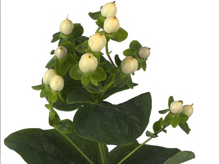 Hypericum White Candor