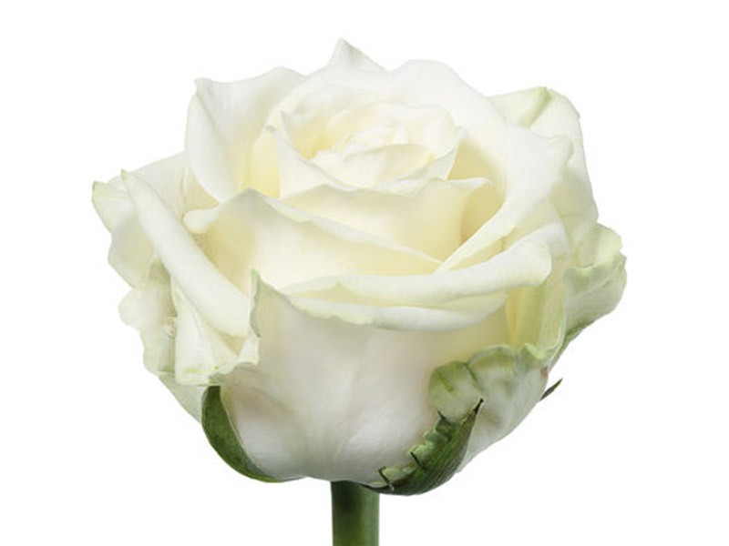 Τριαντάφυλλα White Naomi