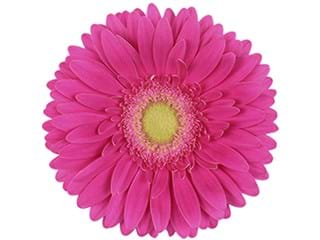 Ζέρμπερες Wink