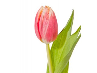 Τουλίπες Witwe