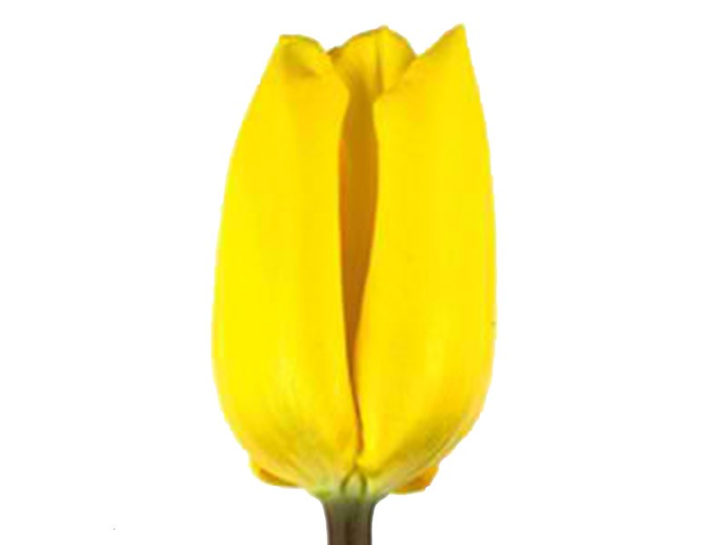 Τουλίπες Yellow Flight