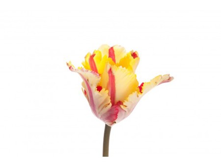 Τουλίπες Yellow Red