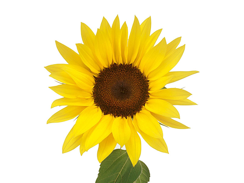 Helianthus Yellow