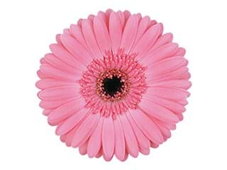 Ζέρμπερες Yuki